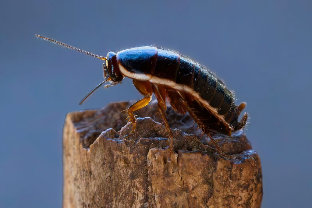 Blattellidae - Loboptera decipiens ?